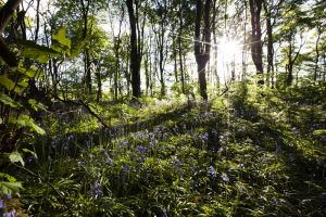 chevin woods 1 sm.jpg